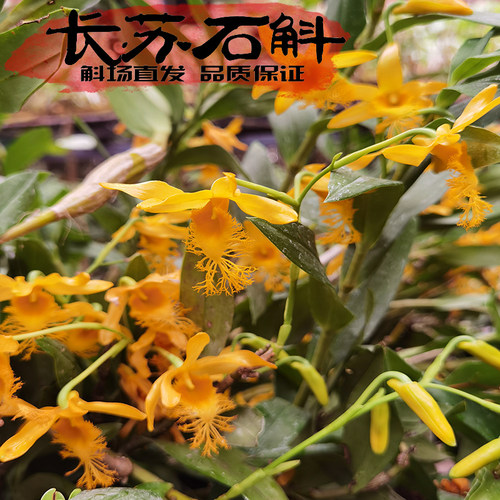 绝美花姿小鼓槌长苏石斛易活漂亮