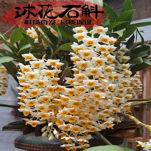 灯笼球花石斛花漂亮食用粗放管理