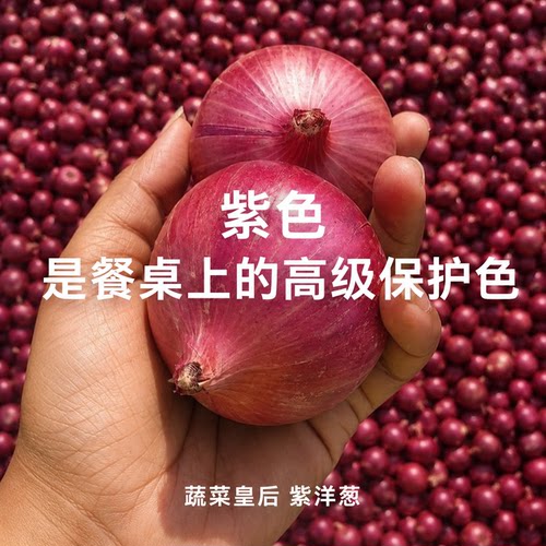 有机追忆洋葱现挖脆甜无农残源头直发新鲜农家好洋葱顺丰发货