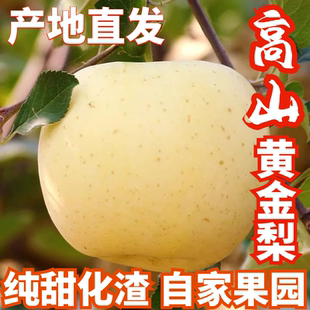 四川翠冠梨黄金梨苍溪特产新鲜水果雪梨水晶梨皇冠梨纯甜大果包邮