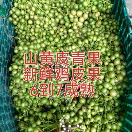 顺丰广西特产鸡皮果山黄皮果青果新鲜采摘带枝发货做调味料
