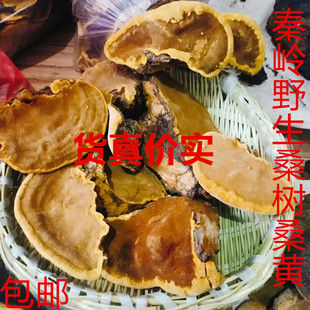 正品秦岭大山中药材野生桑树桑黄金边桑树桑黄500克包邮