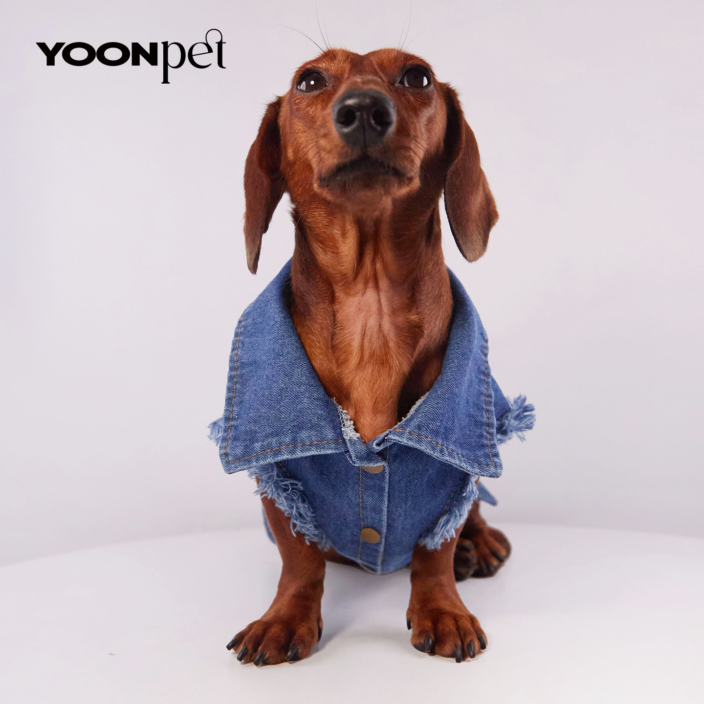 春秋新款腊肠狗牛仔马甲衣服图片