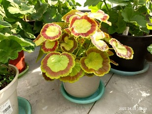 奎尔特夫人彩叶直立天竺葵盆栽勤花好养重瓣阳台四季开大花苗卉竹