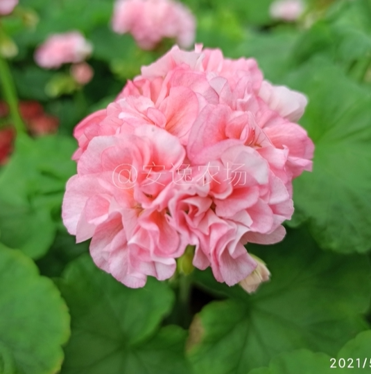 帕萨特直立天竺葵盆栽重瓣好养勤花阳台四季开大花苗卉天竹葵新品