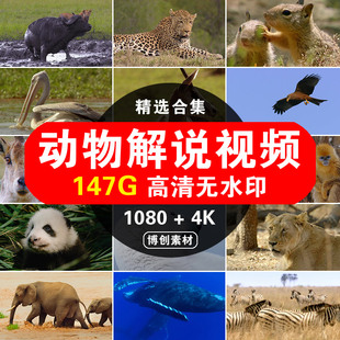 高清野生动物世界解说纪录片儿童科普国外捕猎4K长中视频剪辑素材