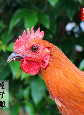 农家散养土公鸡小公鸡