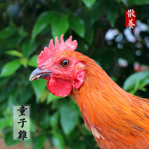 农家散养土公鸡小公鸡