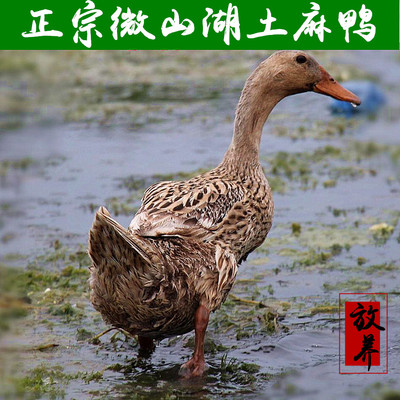 农家土麻鸭飞鸭山东枣庄麻鸭放养