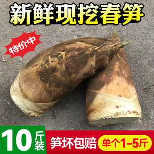 当天挖!浙江新鲜春笋毛笋现挖竹笋临安衢州正宗野生5斤商用去老根