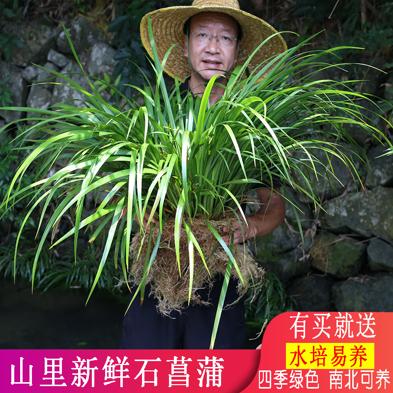 石菖蒲龙根新鲜盆景宠物缸小池塘美化假山造景净水培植物药材正宗