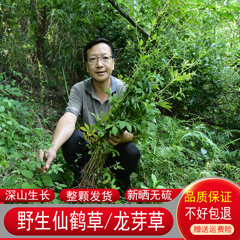 仙鹤草深山正品药材农家整棵新鲜晒干货龙芽脱力泡茶煮水散装正宗