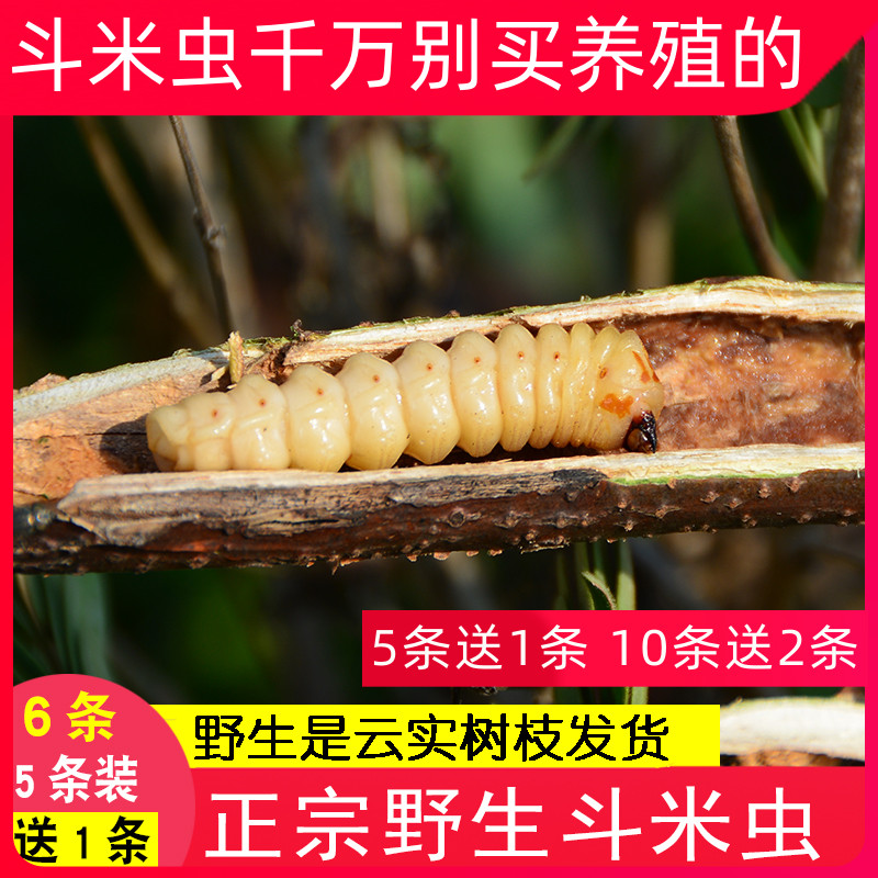 深山云实斗米虫带树枝5条送一条