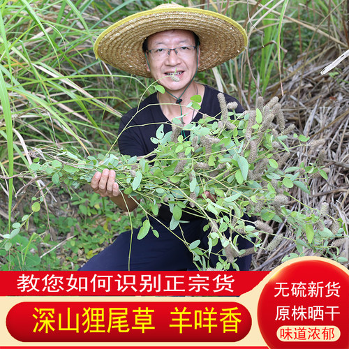 狸尾草深山正品药材羊咩香农家晒