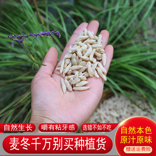 麦冬深山无硫干货药材煲汤材料