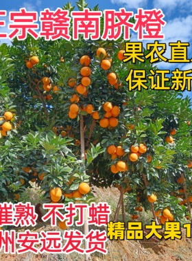 橙子 新鲜现摘水果正宗赣南脐橙 江西产地直发安远甜橙10斤20包邮