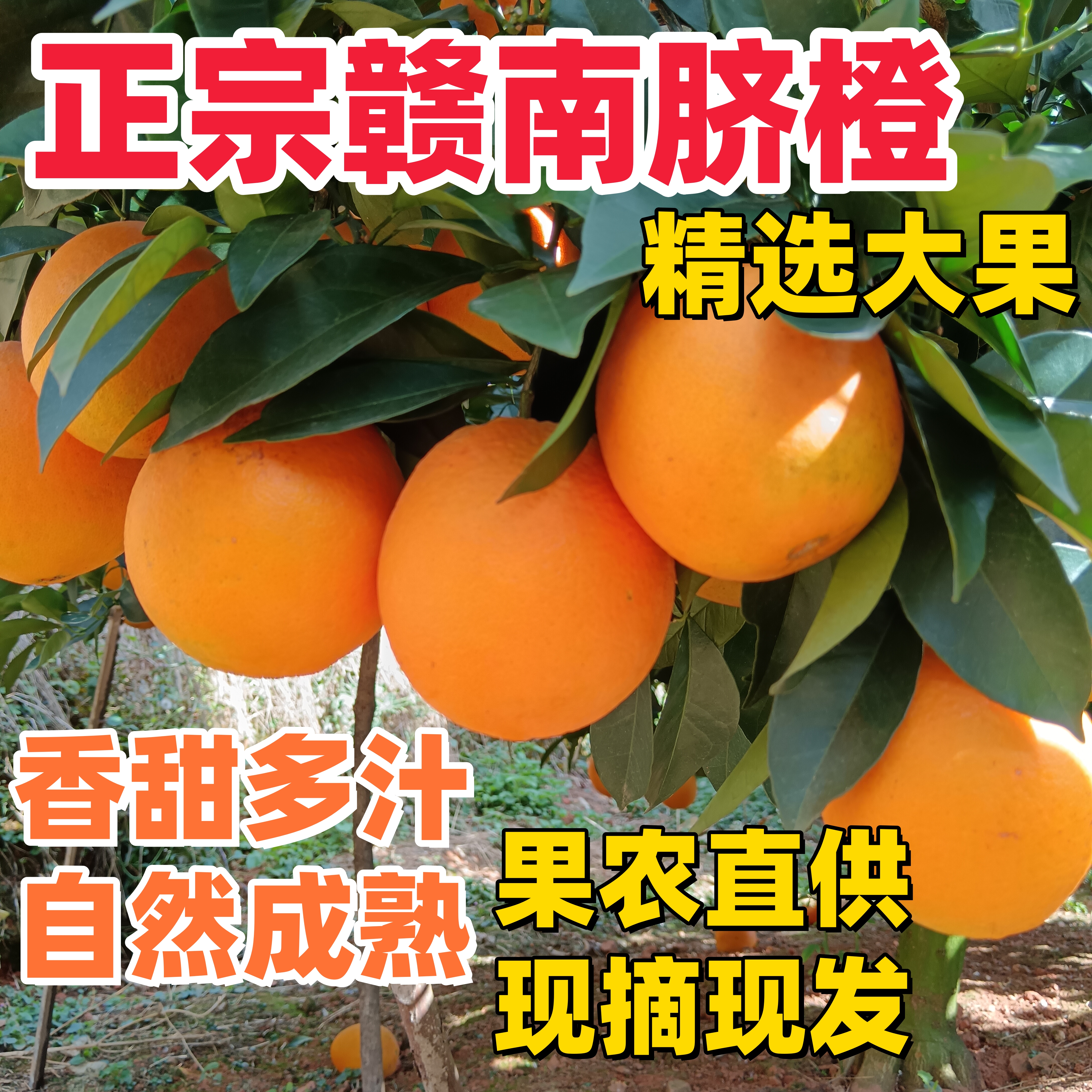 现摘新鲜正宗赣南脐橙 产地直发水果当季橙子 甜橙江西10斤20包邮