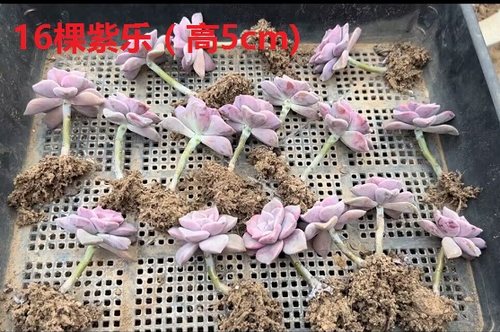 【紫乐】小老桩多肉植物 紫乐胧月 好养活的多肉植物 1件包邮
