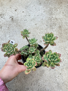 【马库斯】老桩多肉 好养活的多肉植物 满18元包邮 紫月多肉花园