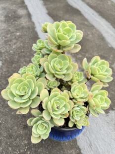 【碧桃】骑兵 鸡蛋碧桃好养活的多肉植物 满18元包邮紫月多肉花园