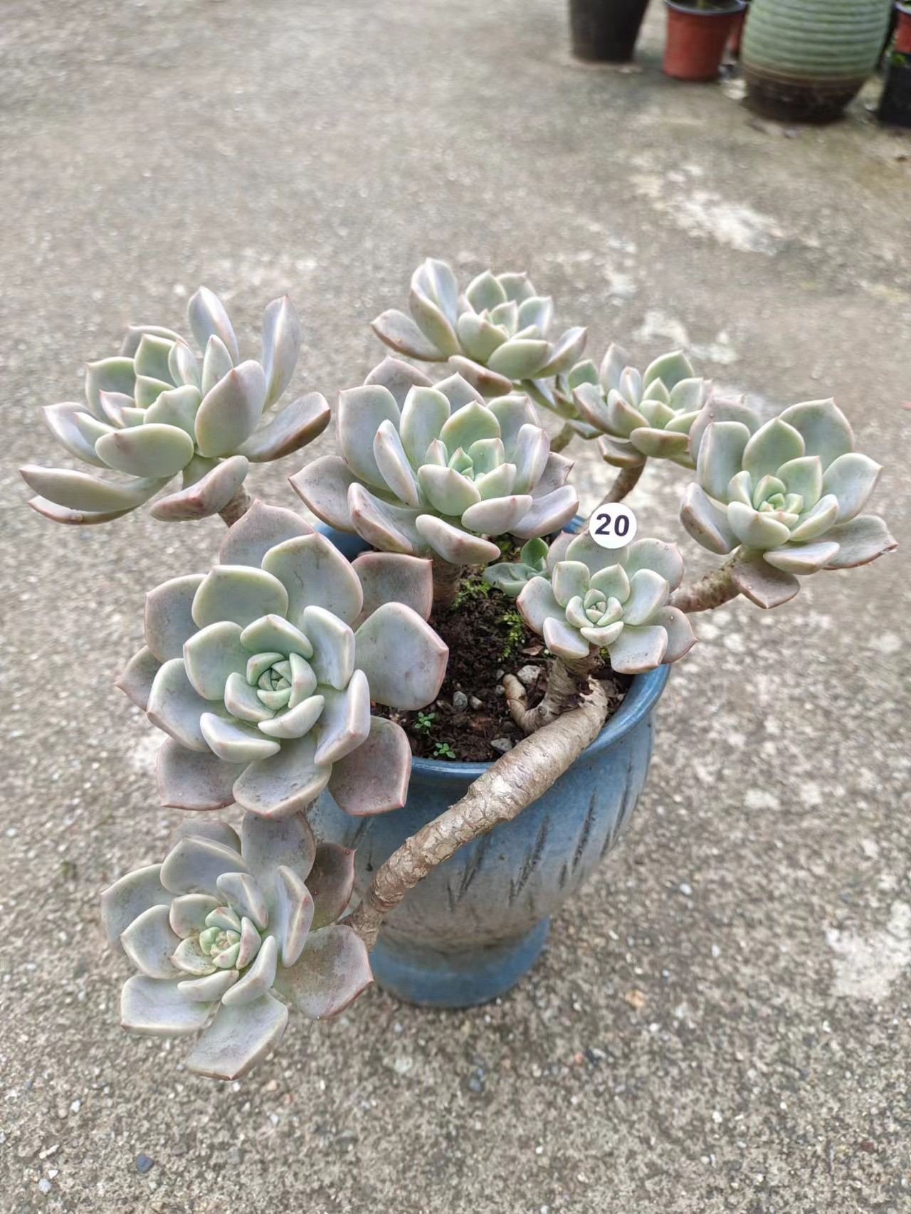 【红粉佳人】露养的多肉 好养活的品种 满18元包邮 紫月多肉花园