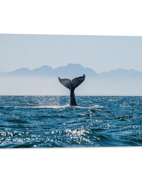 海洋生物白鲸蓝鲸虎鲸抹香鲸写真客厅背景墙装饰无框画帆布挂画