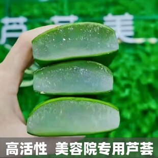 高活性美容院灌夫专用新鲜可食用库拉索芦荟叶片云南原产基地直供