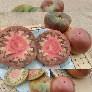 传家宝可留种紫色切诺基黑番茄四季春播西红柿苗蔬菜种子孑籽菜苗