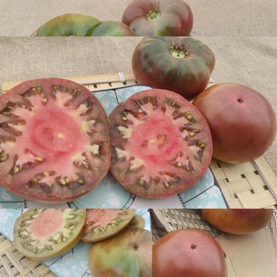 紫色多汁大果黑番茄种子水果四季