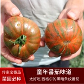传家宝可留种西格尔 黑暗条纹番茄多汁口感西红柿蔬菜种子孑籽苗