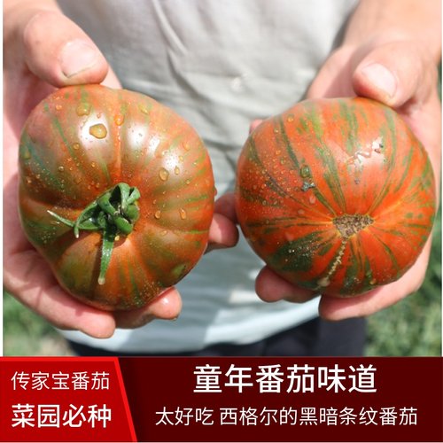 传家宝可留种西格尔的黑暗条纹番茄多汁口感西红柿蔬菜种子孑籽苗