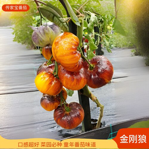 四季可留种传家宝番茄种子籽秧苗