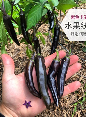 紫色卡宴蓝线椒香辣椒苗蔬菜苗番茄苗茄子苗超 辣断魂椒鬼椒苗