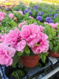 泛美矮牵牛至典雅神秘流行黑樱桃大夜弥天特色盆栽室内外四季庭院