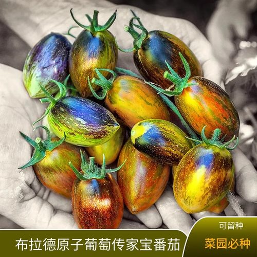 布拉德原子葡萄传家宝番茄种子苗