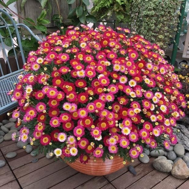 蓝色玛格丽特盆栽小苗菊花大苗糖果花苗易爆盆好养活庭院春天花卉