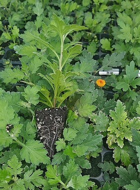 粉泡泡珍珠汉城粉草莓熊鲁妮雏菊绿天赞绿乒乓九月菊穴盘大苗