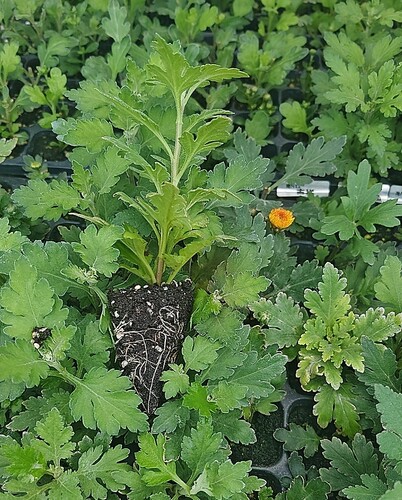 粉泡泡珍珠汉城粉草莓熊鲁妮雏菊绿天赞绿乒乓九月菊穴盘大苗
