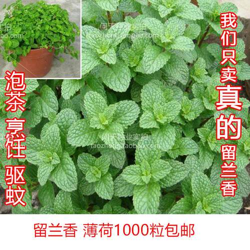 薄荷苗香草种子柠檬胡椒蔬果
