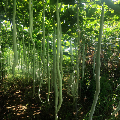 蛇瓜四季蔬菜孑超长巨型豆角种籽