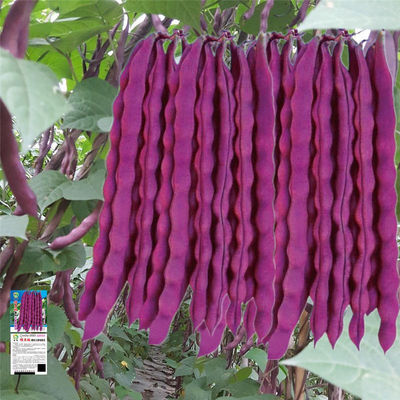 紫芸豆角四季春季蔬菜种子孑