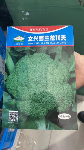 文兴西兰花种子籽孑花球青绿色