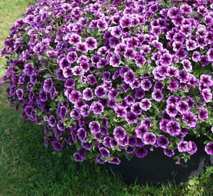 H美国泛美进口垂吊篮超级矮牵牛花苗盆栽轻浪系列种子室内外四季