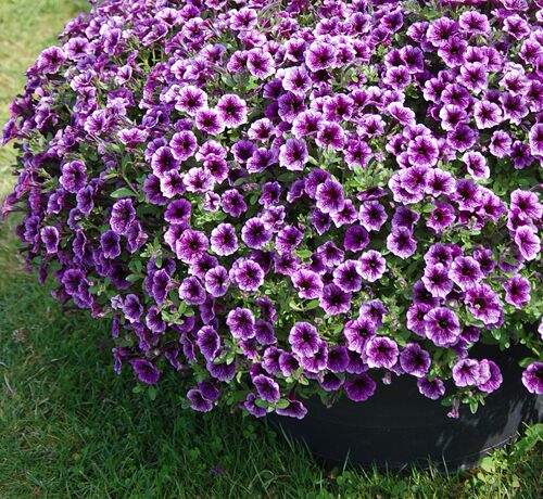 矮牵牛轻浪花苗盆栽种子四季