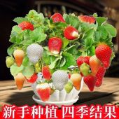 秋冬季 奶油草莓种子水果种籽四季 种苗家庭春季 盆栽草莓种籽孑阳台