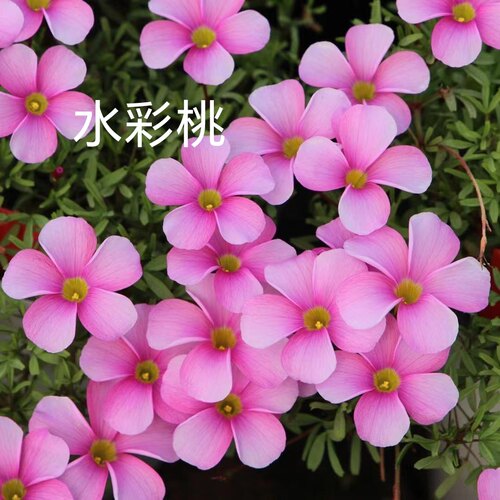 酢浆草种子孑紫叶浆草早花孑盆栽阳台四季开花花卉醋浆草籽植物OB