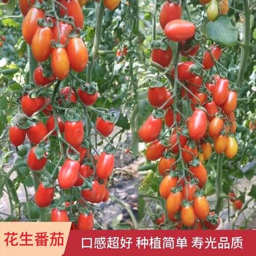 水果花生番茄种籽洋柿子种子台湾圣女果西红柿种籽盆栽四季春季 - 封面
