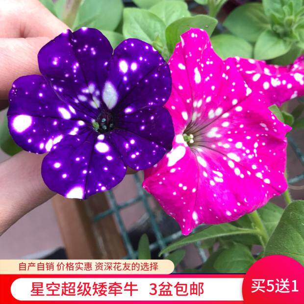 h超级矮牵牛蓝星空夜空进口室内外花苗盆栽带花矮牛种子四季开花