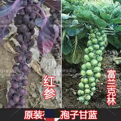 进口孢子甘蓝菜种籽四季盆栽