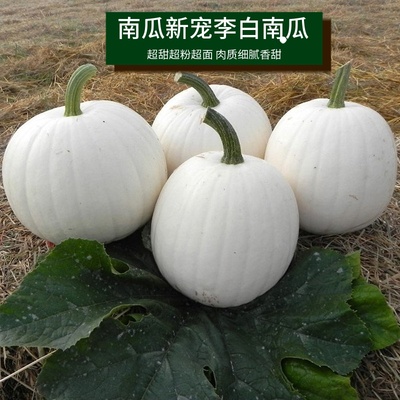 白色南瓜超甜超面超粉